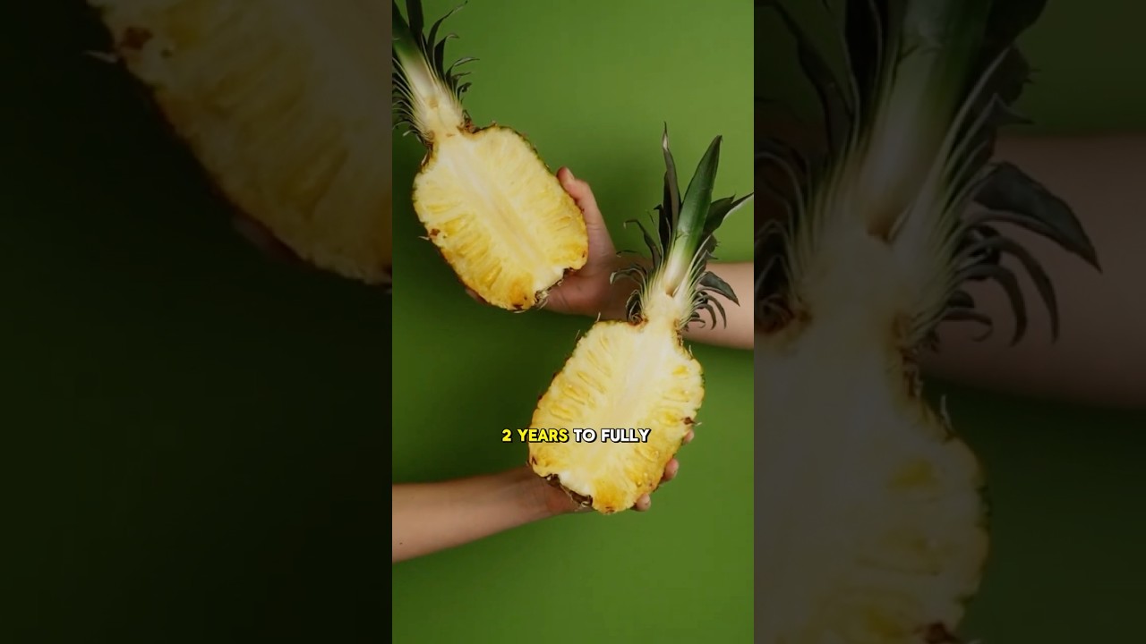 pineapple is made up of many small fruits fused together 