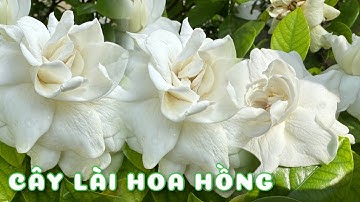 Cây Lài hoa Hồng | Cây Lài tiểu thơ | 0386569374 - Ngọc Ngân Bến Tre | Chuyên cây độc lạ