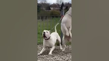 dogs barking loud compilation #shorts #dogshorts #doglovers #dog