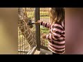 Feeding giraffes at Palm Springs Living Desert Zoo.