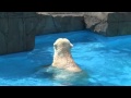Lara the polar bear mother&#39;s invitation to her cub into the water, at Sapporo Maruyama Zoo, Japan