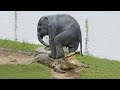 The Most Intense Wildlife Attacks In History  | Most amazing Wild Animal Attacks