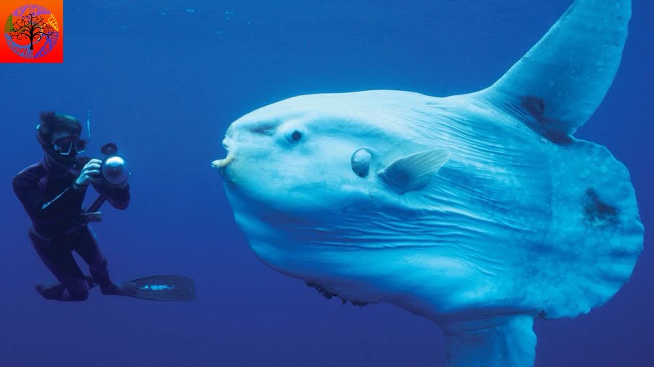 Ocean Sunfish - Animal of the Week 