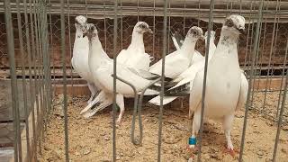 Pigeons For Sale Budapest Highflyers