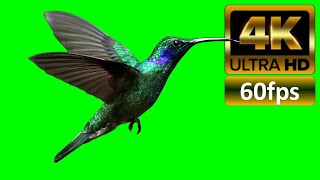 Hummingbird Green Screen 4K ULTRA HD 60fps No Copyright