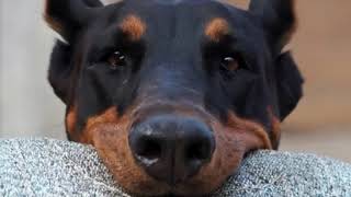 Dobermans Edit Made By Ellie Sanchez Ramdom Stuff