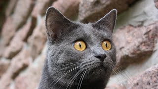 The 10 Pros and Cons of Owning a Chartreux Cat