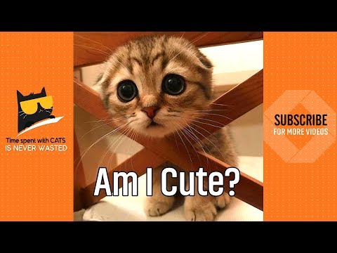 kitty-kitty-😍-|-cute-kittens-video-2019