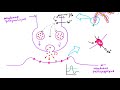 La synapse chimique