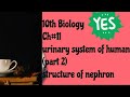 Urinary system of human ,structure of nephron 10th biology by misbah tuition center