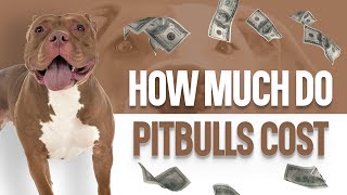 How Much Do Pitbulls Cost