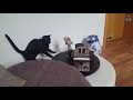 Cats vs toasters a compilation