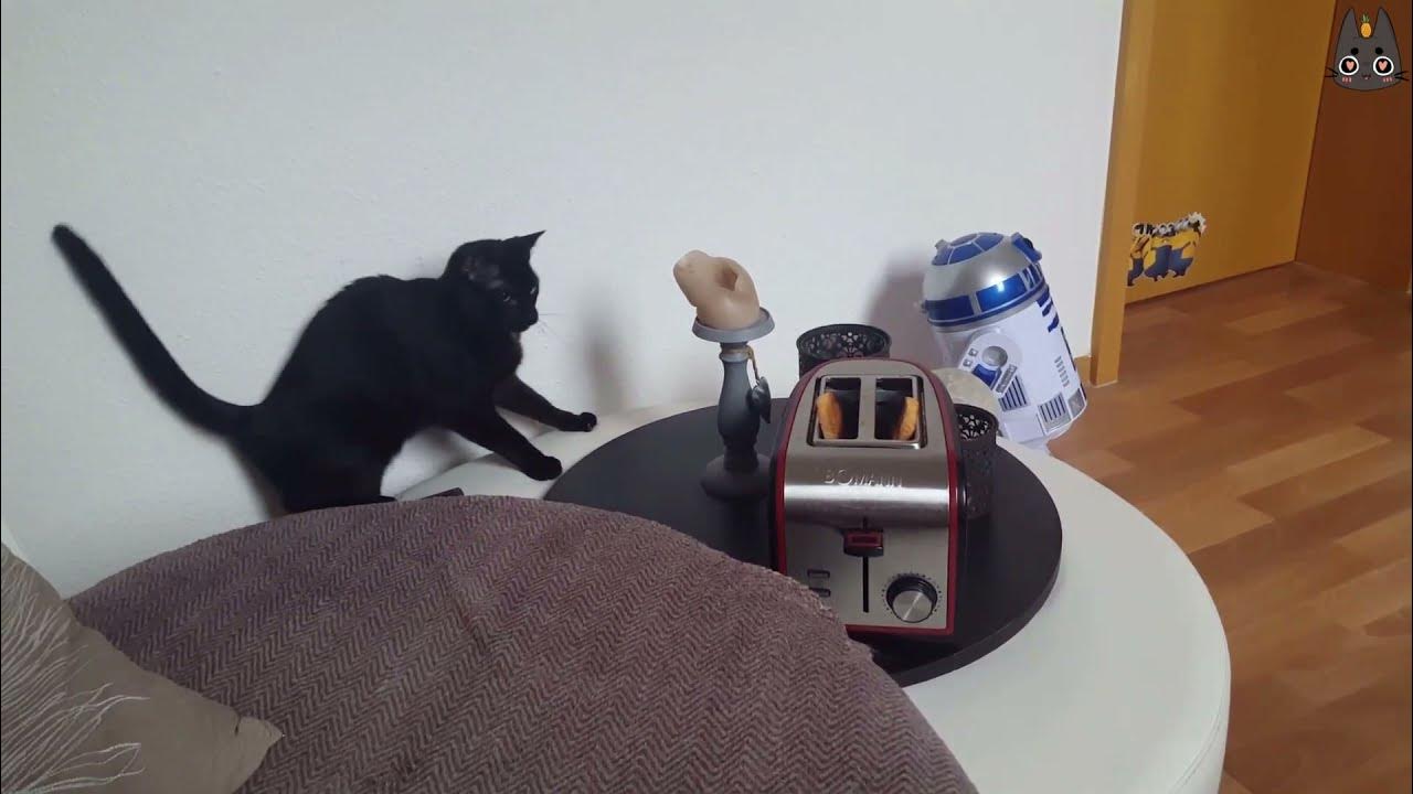 Cats vs Toasters! (A Compilation) YouTube