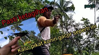 Bikin ketagihan kalo mikat konin, menggunakan  pikat gacor