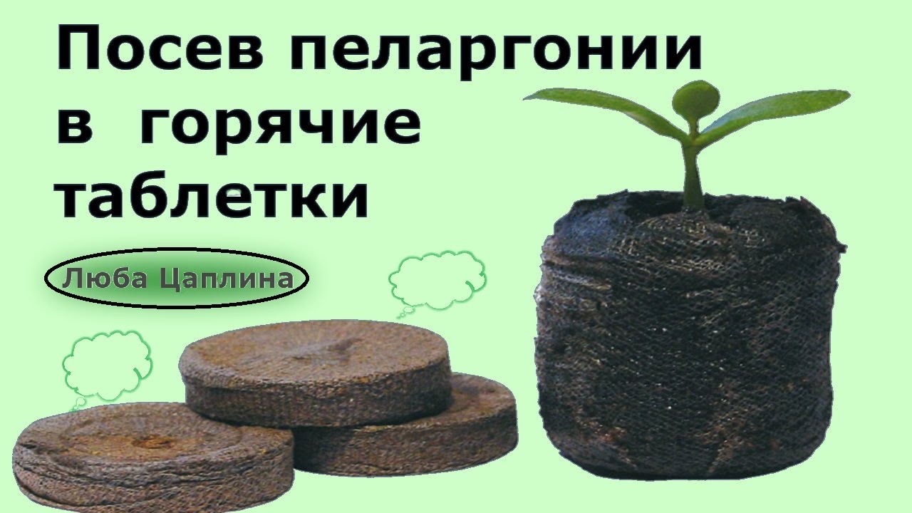 Посев пеларгонии в горячие таблетки