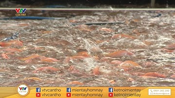 Nuôi cá Điêu hồng công nghệ cao