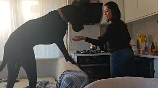 Annemize her gün şaşırtıyoruz, bak bugün bunu öğrendik 😄#danua #greatdane #komik #köpek 