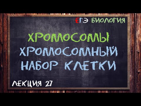 Л.27 | ХРОМОСОМЫ | ХРОМОСОМНЫЙ НАБОР КЛЕТКИ | ОБЩАЯ БИОЛОГИЯ ЕГЭ