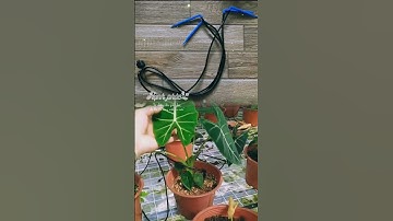 Hệ thống tưới nhỏ giọt chuyên cho nhà màng, dưa lưới. Tưới tự động Dp Garde. Mr phước: 0899.648.703