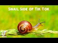 Snail Side of Tik Tok