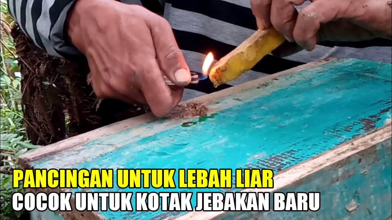 Ini salah satu trik nya, cara pasang kotak jebakan lebah agar cepat di huni