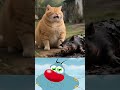 Cat Busch Sad To Happy Cat Video Carton Animation Reaction Explore Memes Duet Automobile Reels 