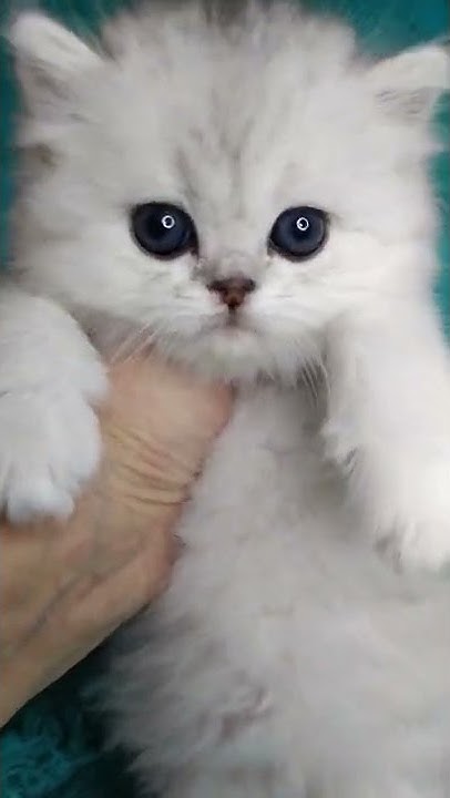 Котёнок навострил ушки 😺 - YouTube