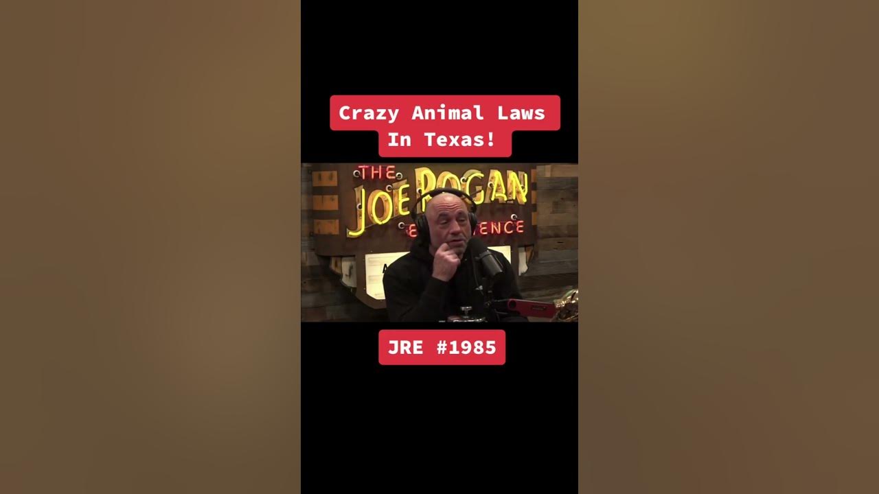 crazy-animal-laws-in-texas-p7-youtube