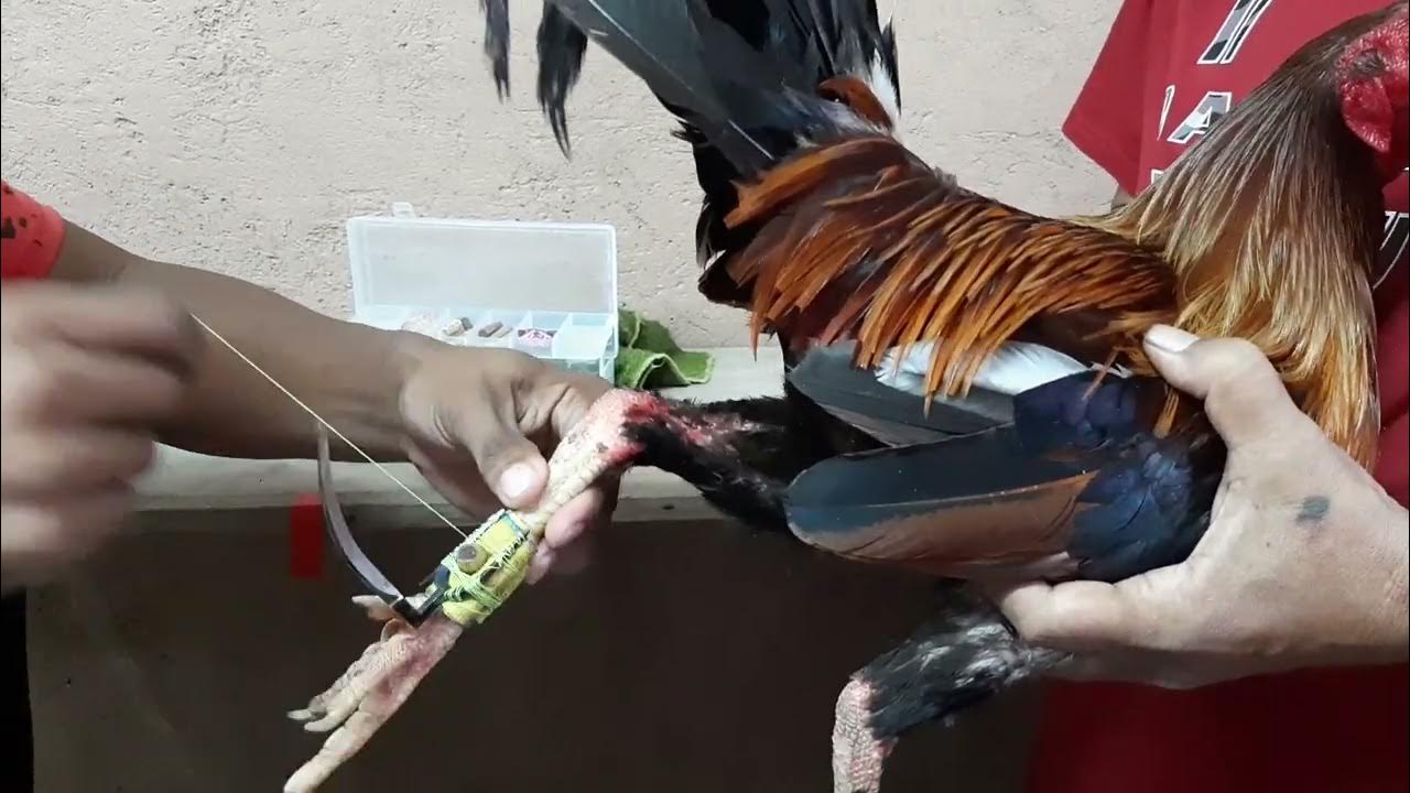 gaffing technique.please subscribe my channel for more videos and