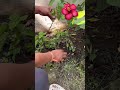 गुड़हल के पौधे कैसे तैयार करे#shortsfeed #gardening #nature #lemonseeds #garden