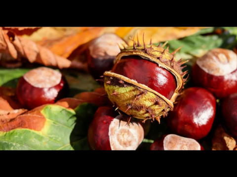 Каштан конский(растения полезные и ядовитые для кроликов)