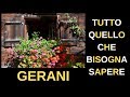 GERANI: TUTTO quello che BISOGNA SAPERE