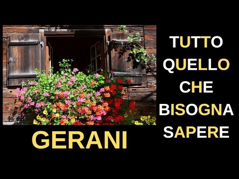 GERANI: TUTTO quello che BISOGNA SAPERE