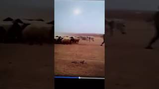 Erdogan Ve Koyunlari .. Erdogan Und Seine Wähler. ... Erdoganin Koyunlari ..