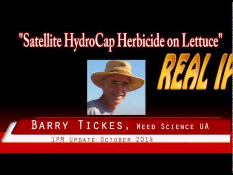 Satellite Herbicide on Lettuce