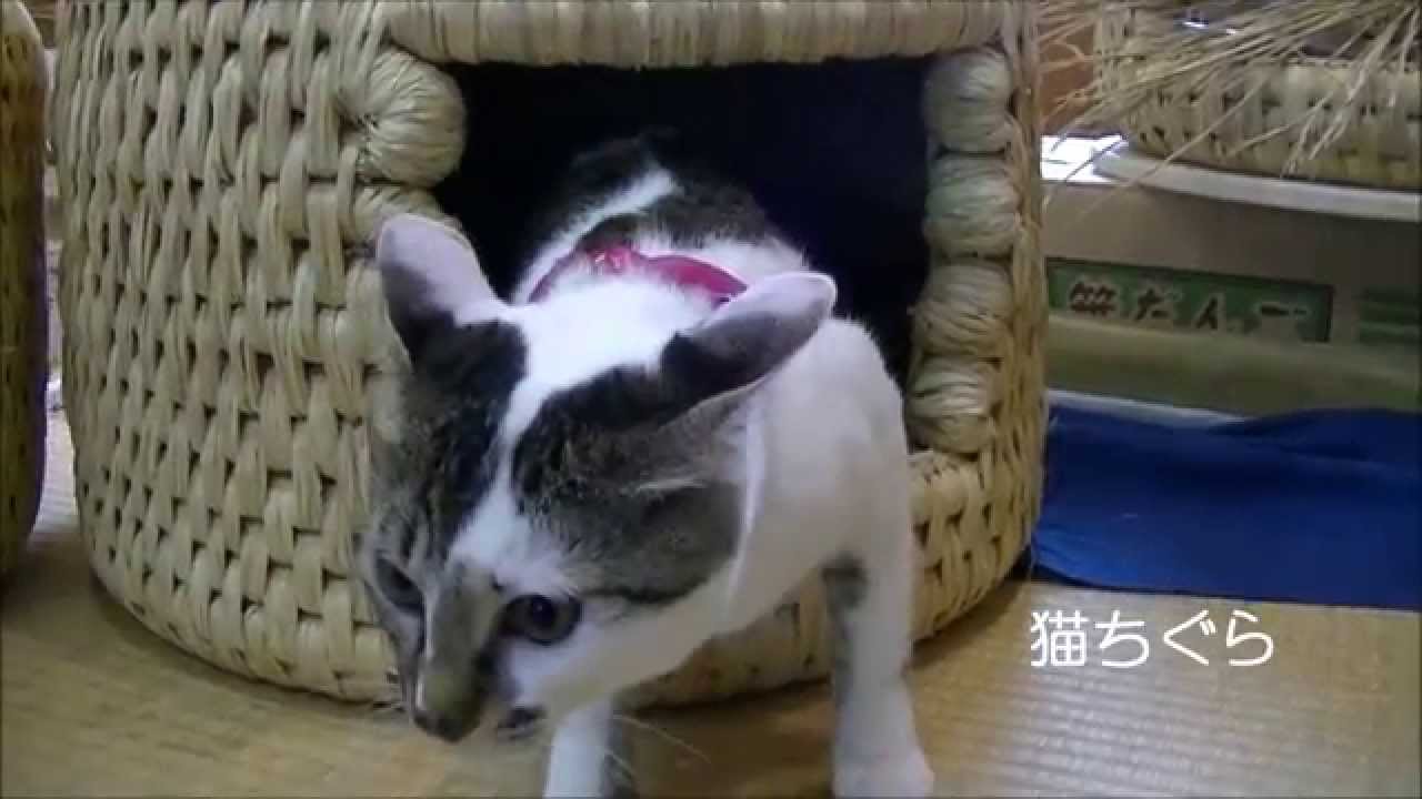猫まっしぐら 新潟・関川村の猫ちぐら - YouTube