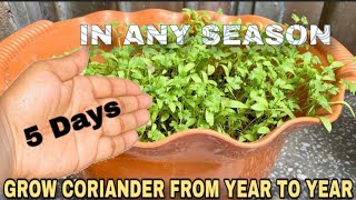 Coriander Will Grow Magically! You Need Just 5 Days With This Technique.