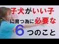 子犬がいい子に育つために必要な6つのこととは?【子犬のしつけ@横浜】by遠藤 エマトレーナー