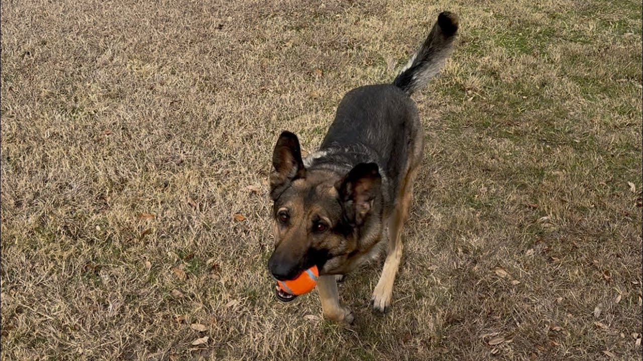 Chuck-It Launcher 🚀 Surprise 🎾☄️🐕🐶