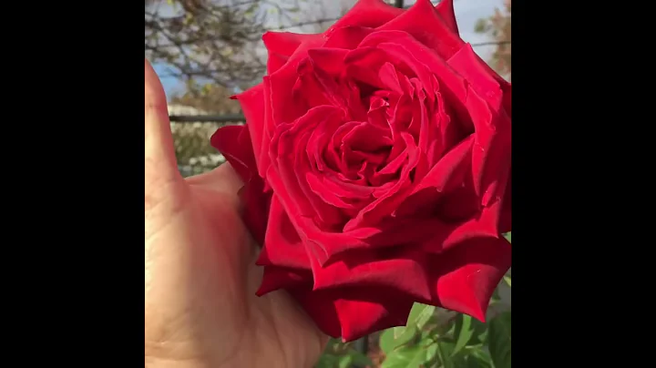 The Macarthur Rose