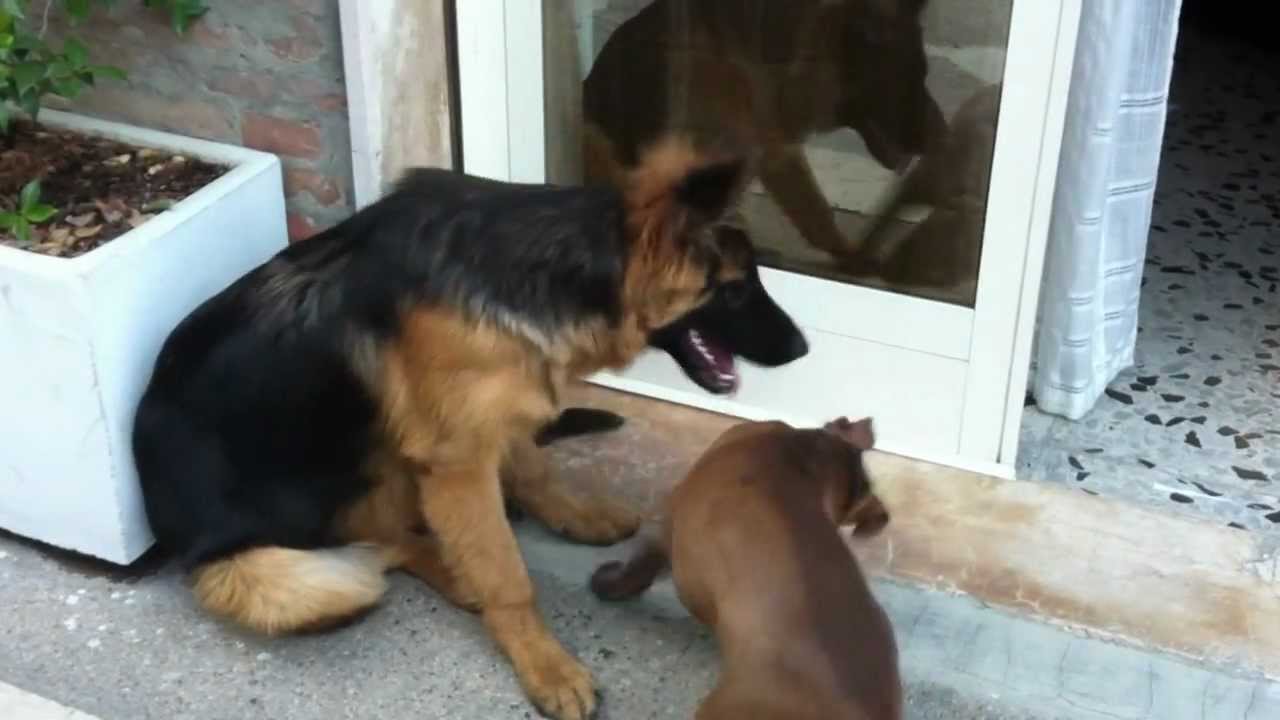 Incrocio Tra Pitbull E Pastore Tedesco Cucciolo