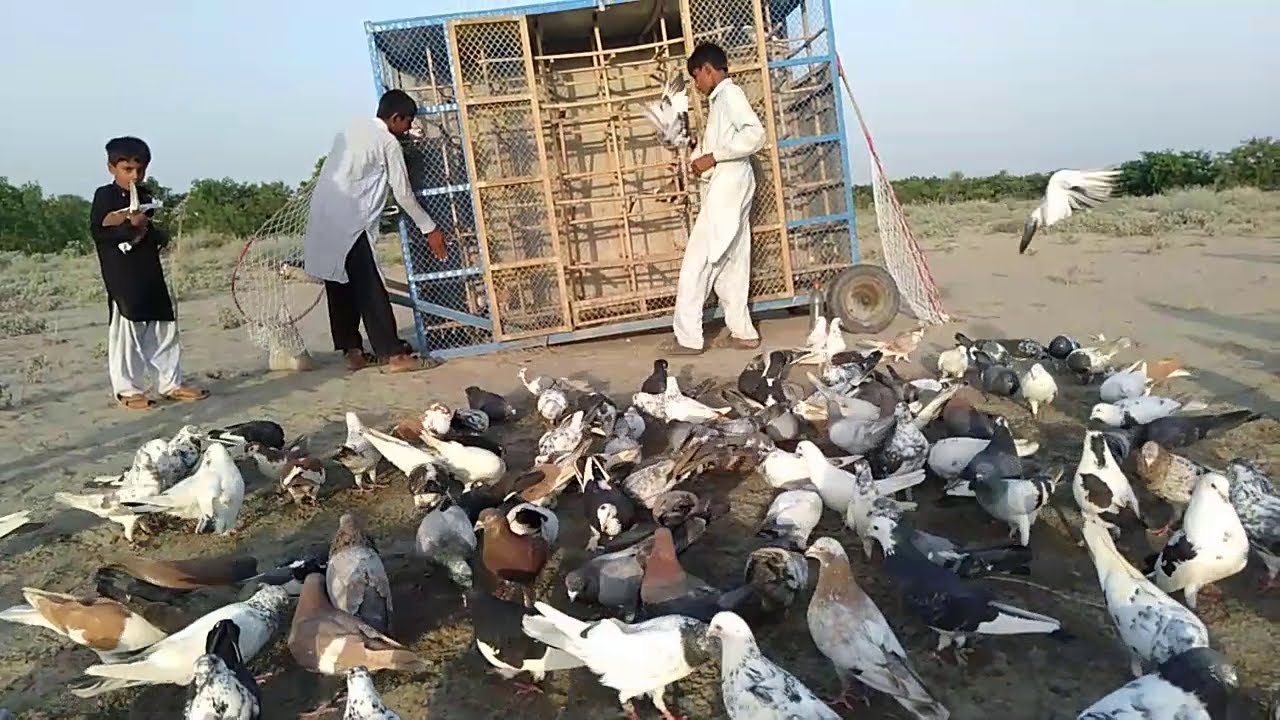 Kabootar Race In South Punjab | How To Race In Competition | Kabotar Bazi In Punjab | Compilation