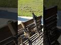 SD, integrally suppressed, or just a can? Mag dump at the end 😮‍💨