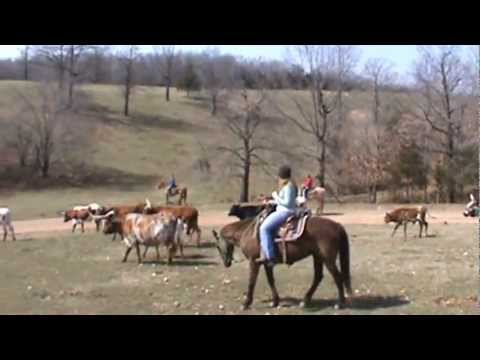 Cattle Drive