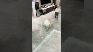 I M Dying Is About To Take Off Won T Know The Joy Of Keeping A Dog Until You Hav