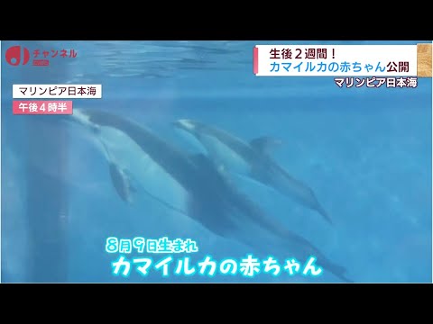 今だけの姿！カマイルカの赤ちゃんを公開 スーパーＪにいがた8月24日OA