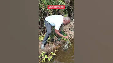 MAYI YA MFUMU NZEZA NLANDU 