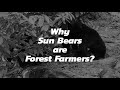 Sun Bear Roles | Why Sun Bears Are Forest Farmers? | BSBCC