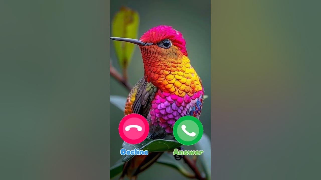 #ringtone #smartphone #music #ringtones #ringtone #smartphone #music #ringtones