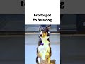 BRO RUN #shorts #memes #dogfunny